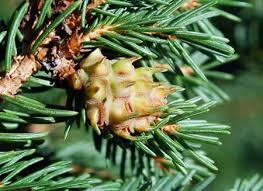 spruce-adelgid-jpg1